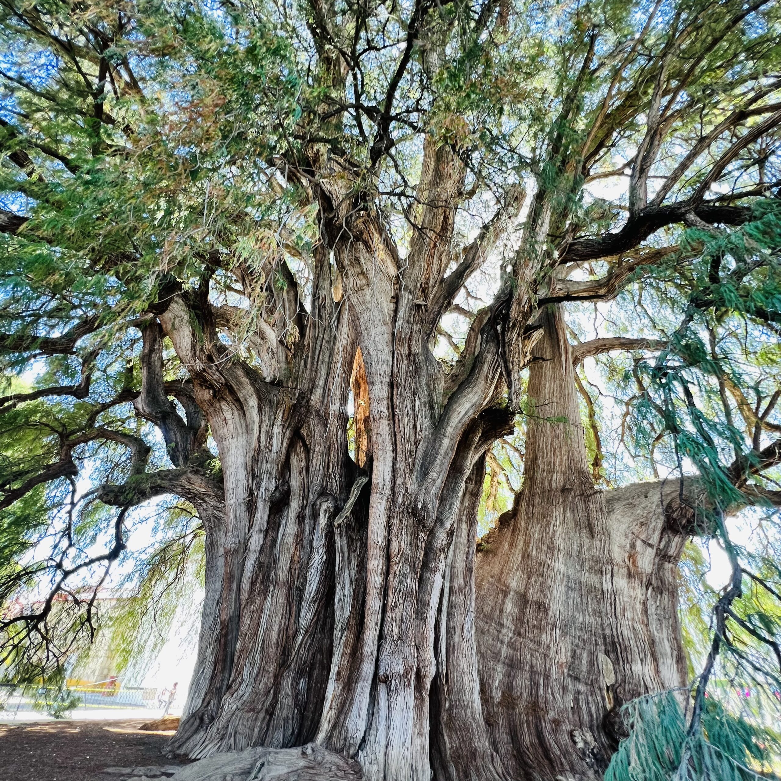 El majestuoso, enigmático y gigante de México Árbol del Tule